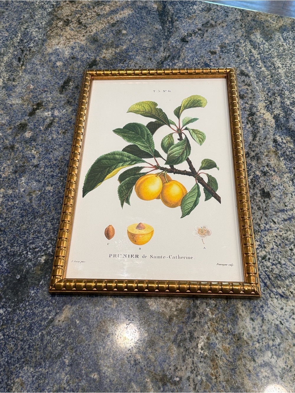 Framed Botanical Print with Yellow Plums